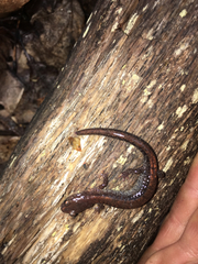 Plethodon sherando