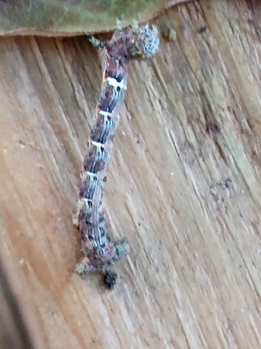 Woolly Gray Moth photo 4