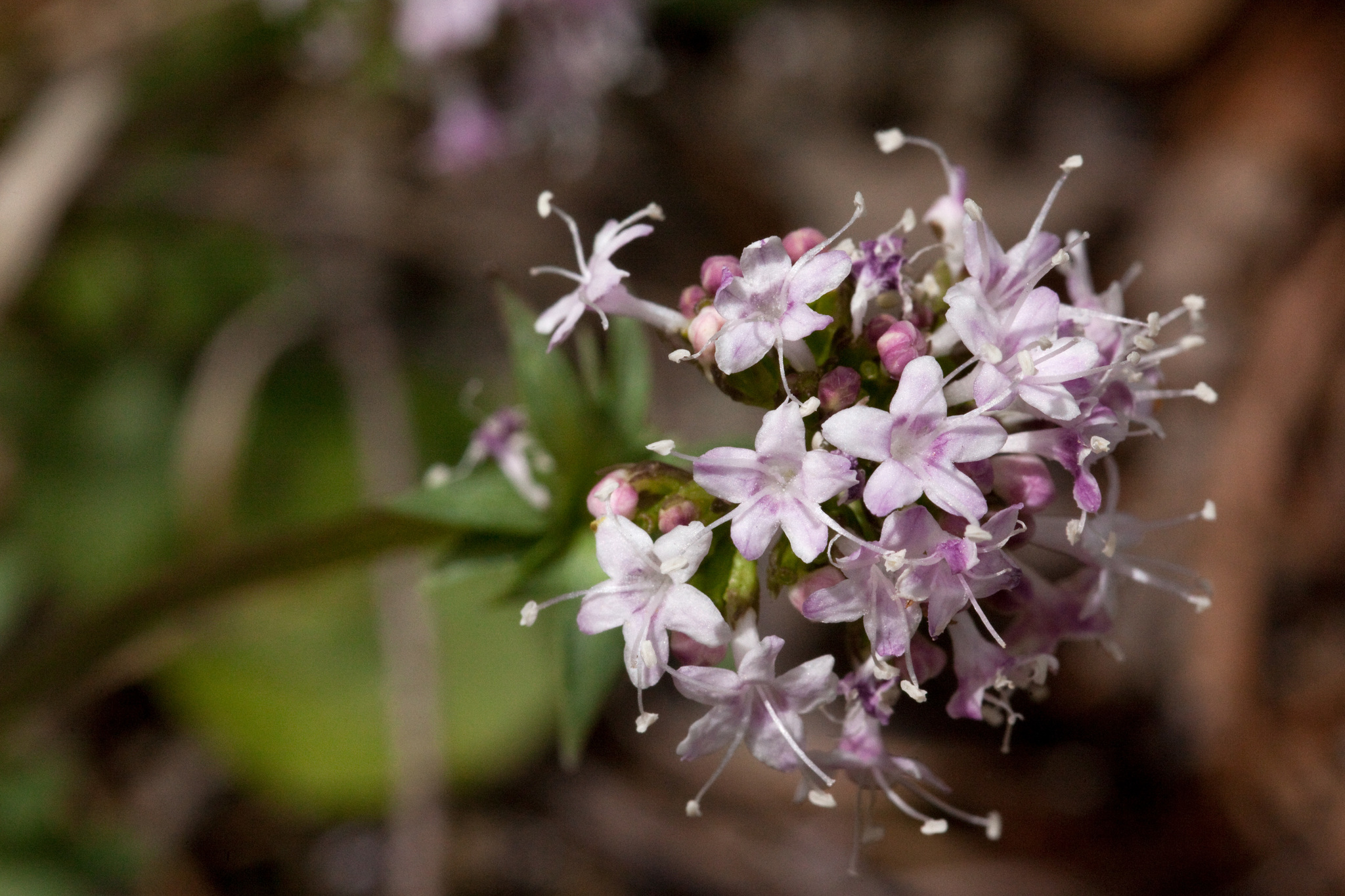 Valeriana arizonica