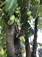 Averrhoa bilimbi