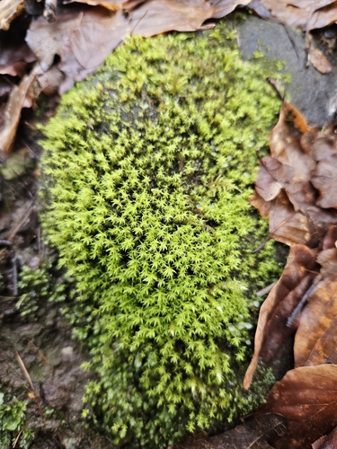 Image of Dichodontium pellucidum by (c) Helen Waterman, some rights reserved (CC BY)