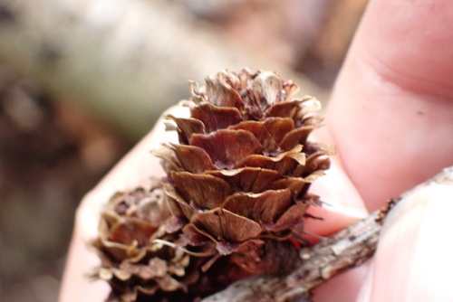 Japanese larch (Larix kaempferi)