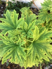 Pelargonium citronellum