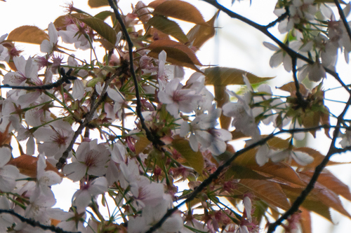 Prunus jamasakura, photograph 6