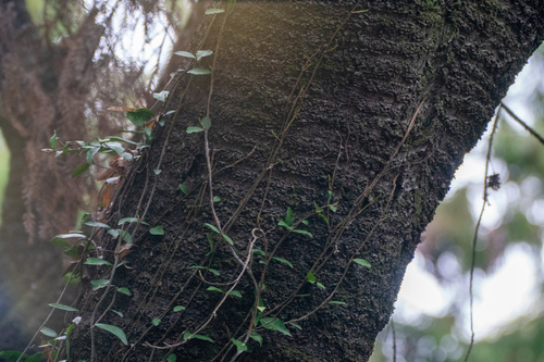 Image of Prunus jamasakura by (c) WATANABE Hitoshi 渡辺仁, some rights reserved (CC BY)