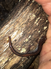 Plethodon sherando