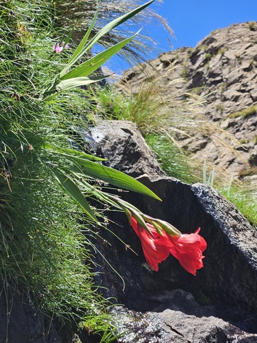 Suicide Gladiolus (Gladiolus flanaganii)