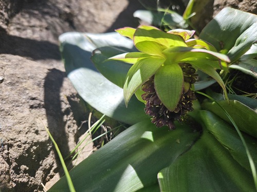 Eucomis schijffii