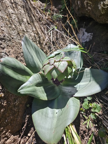 Eucomis schijffii