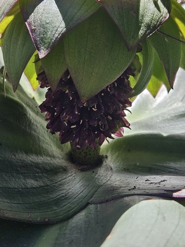 Eucomis schijffii