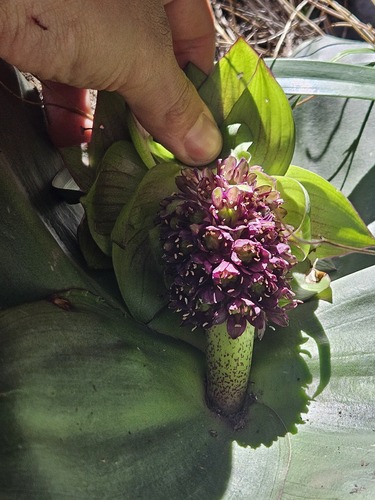 Eucomis schijffii
