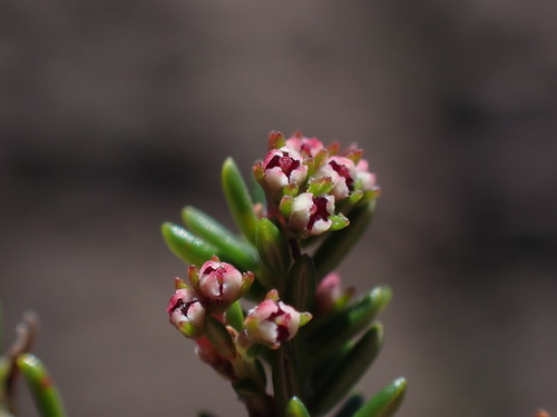 Erica glaphyra