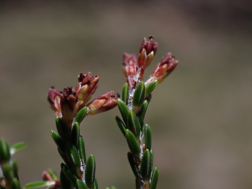 Image of Erica dominans by (c) Ren Hoekstra, some rights reserved (CC BY)