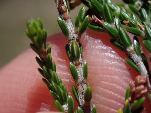 Image of Erica dominans by (c) Ren Hoekstra, some rights reserved (CC BY)
