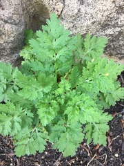 Tanacetum parthenium