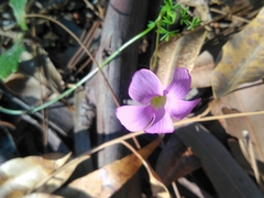 Oxalis bifida