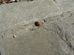 Coccinella septempunctata
