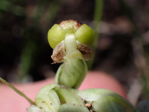 Image of Flange Blackface Monkshood (Pterygodium dracomontanum) by (c) Ren Hoekstra, some rights reserved (CC BY)