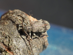Exocentrus adspersus