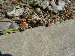 Coccinella septempunctata