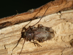 Exocentrus adspersus