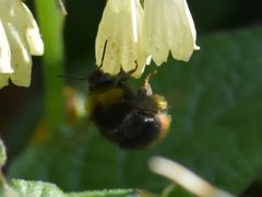 Bombus pratorum
