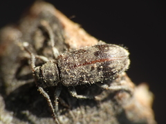 Exocentrus adspersus