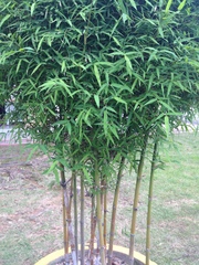 Phyllostachys aurea