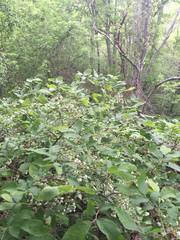 Vaccinium stamineum