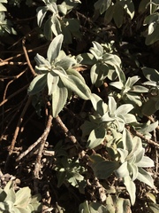 Helichrysum sutherlandii