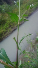 Ludwigia hyssopifolia