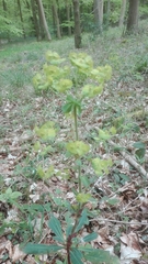 Euphorbia amygdaloides