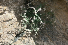 Plocama hymenostephana