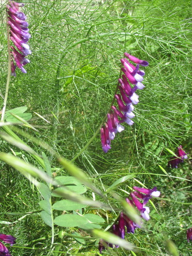 Vicia villosa image