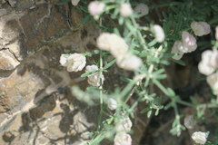 Plocama hymenostephana