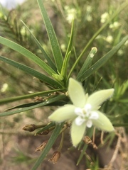 Kanahia laniflora