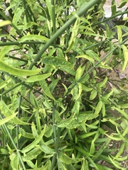 Clinacanthus nutans