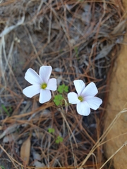 Oxalis dentata