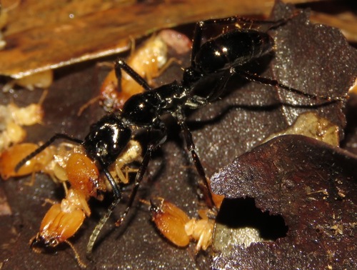 Neoponera commutata