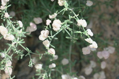 Plocama hymenostephana