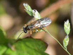 Athalia cordata