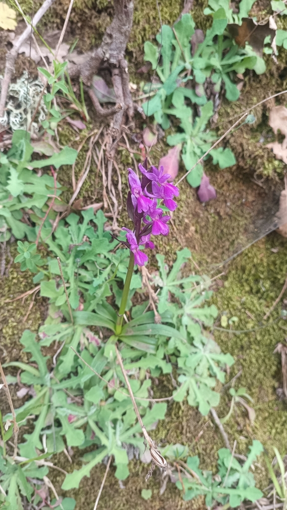 Dactylorhiza romana