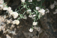 Plocama hymenostephana