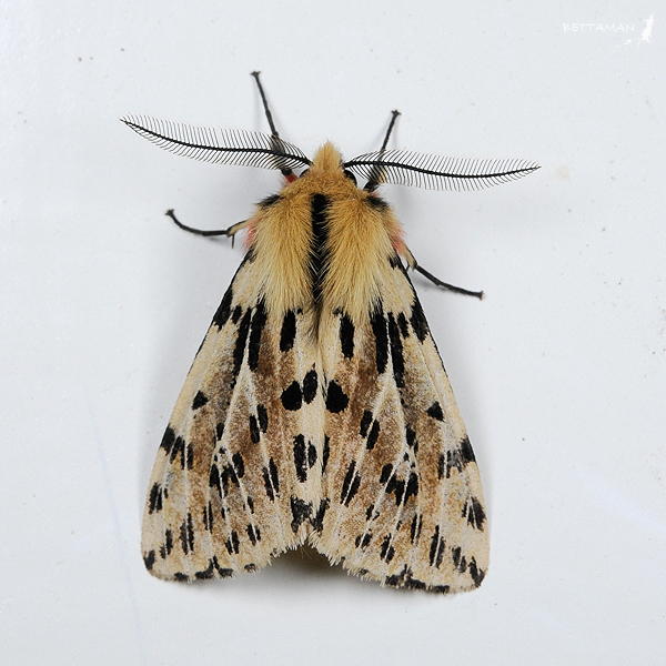 Eospilarctia neurographa