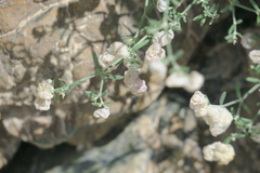 Plocama hymenostephana