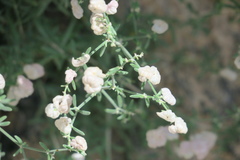 Plocama hymenostephana
