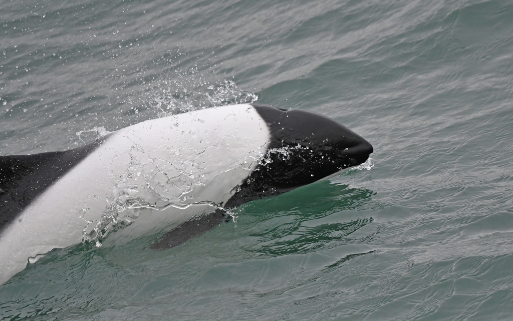 Commerson's dolphin breaking the surface, showing its black head and white back