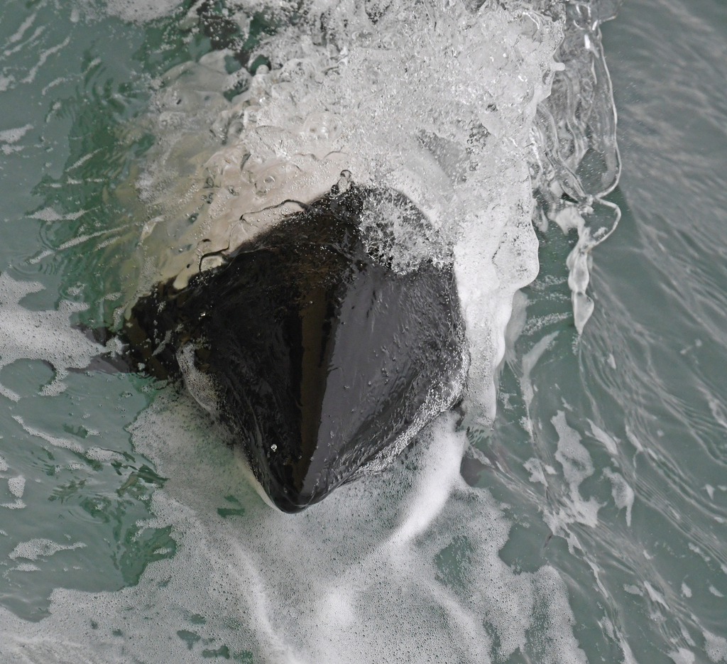 Cephalorhynchus commersonii commersonii