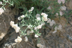 Plocama hymenostephana