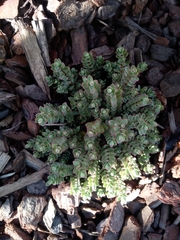 Veronica pimeleoides